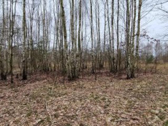 Bezpośrednio, Grzebowilk, 2700 m² Działka
