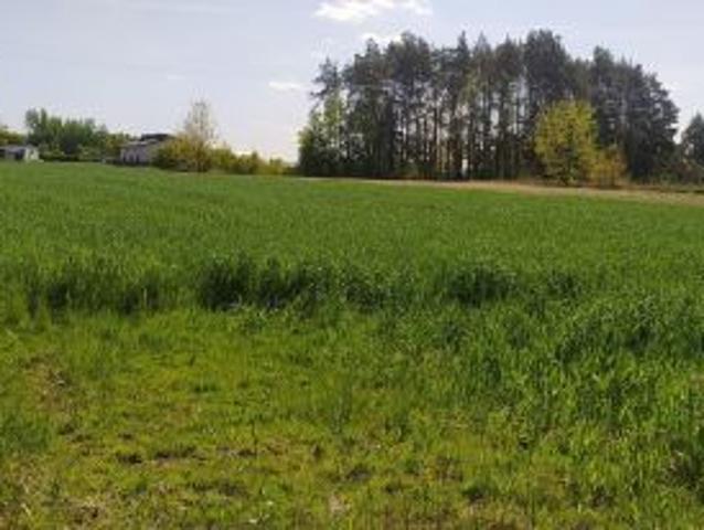 Bezpośrednio, Grzmucin, 1200 m² Działka