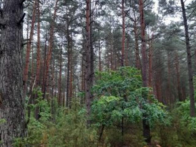 Bezpośrednio, Grądy, 6600 m² Działka