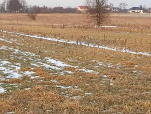 Bezpośrednio, Guzów, 1000 m² Działka