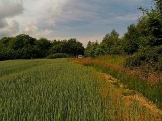 Bezpośrednio, Gwizd, 10700 m² Działka