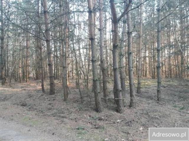 Bezpośrednio, Dębno, 4111 m² Działka