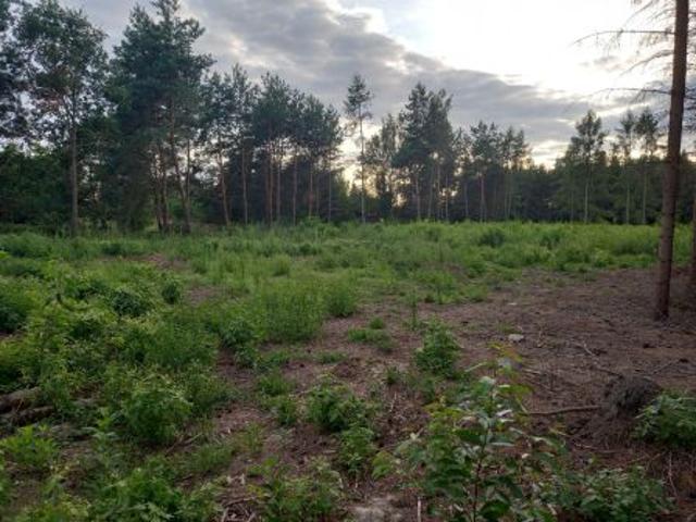 Bezpośrednio, Dąbrowa, 1000 m² Działka