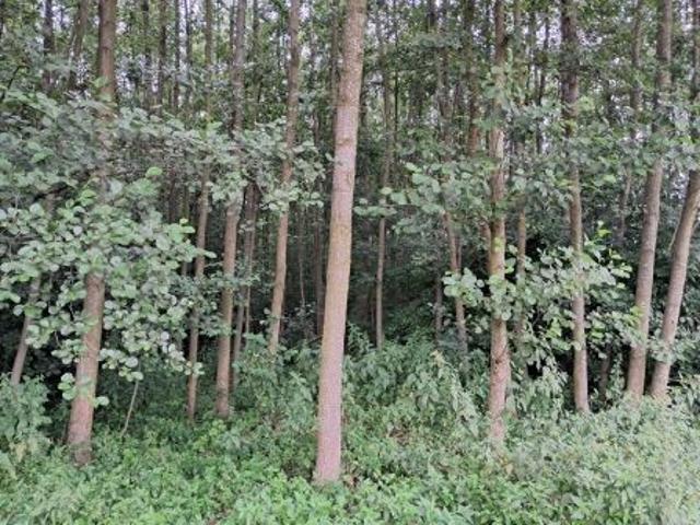 Bezpośrednio, Dołhobyczów Kolonia kolonia, 14800 m² Działka