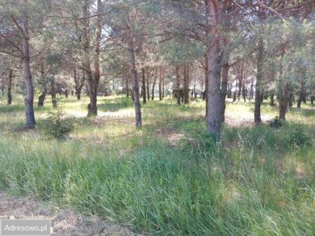 Bezpośrednio, Dokudów Drugi, Zarośle, 1133 m² Działka