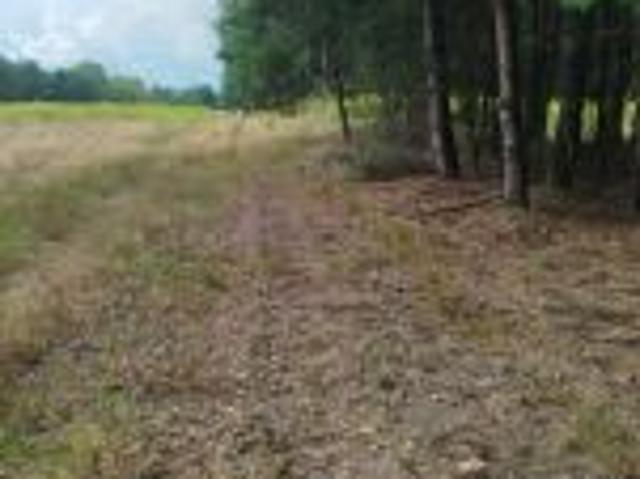 Bezpośrednio, Darowne, 32000 m² Działka