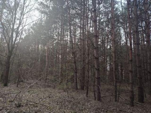 Bezpośrednio, Dworszowice Kościelne, Zimna Woda, 10500 m² Działka
