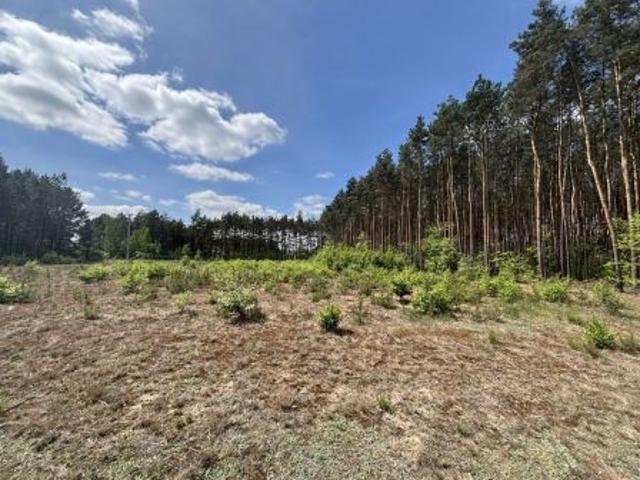 Bezpośrednio, Dzikowo, 1700 m² Działka