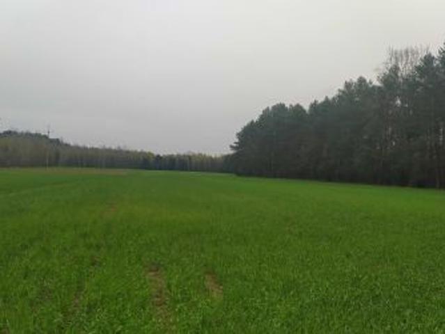 Bezpośrednio, Kąty Wielgi, 3000 m² Działka