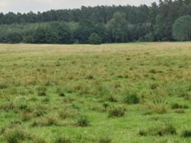 Bezpośrednio, Kęsza, 6000 m² Działka