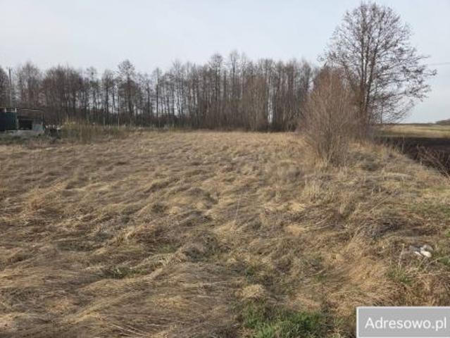 Bezpośrednio, Kościołków, 4900 m² Działka