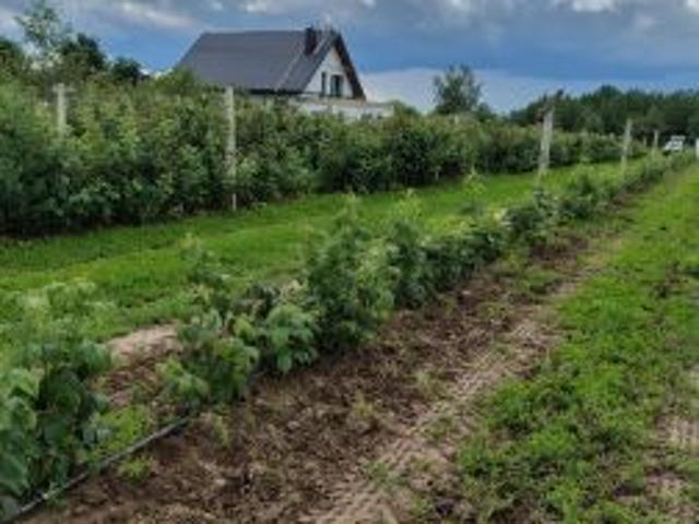 Bezpośrednio, Kocerany, ul. Graniczna, 1202 m² Działka