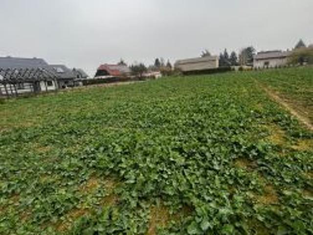 Bezpośrednio, Konradówka, Gołaczów, 1621 m² Działka