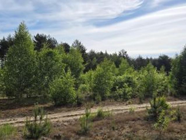 Bezpośrednio, Kosinowo, 2250 m² Działka