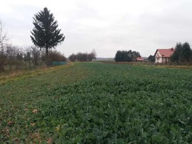 Bezpośrednio, Kraczkowa, 3800 m² Działka
