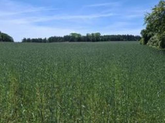 Bezpośrednio, Krośnice, 140000 m² Działka