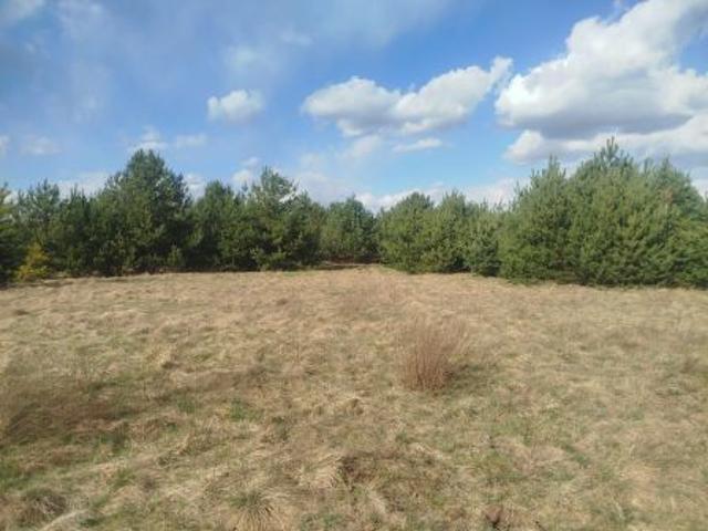 Bezpośrednio, Królowa Wola, 15500 m² Działka