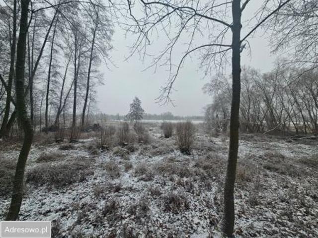 Bezpośrednio, Kurów, 5000 m² Działka