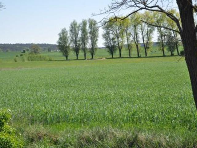 Bezpośrednio, Jabłowo Pałuckie, 7800 m² Działka