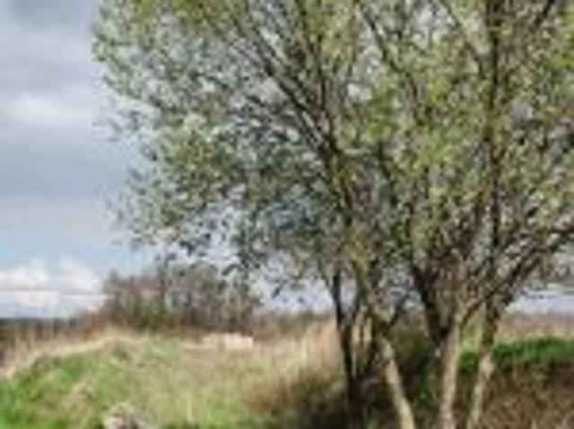 Bezpośrednio, Jagodnik, 3100 m² Działka