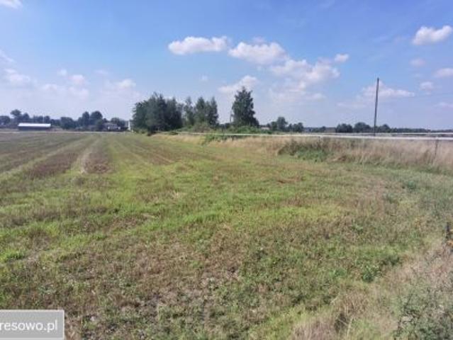 Bezpośrednio, Orzesze, ul. Modrzewiowa, 5600 m² Działka