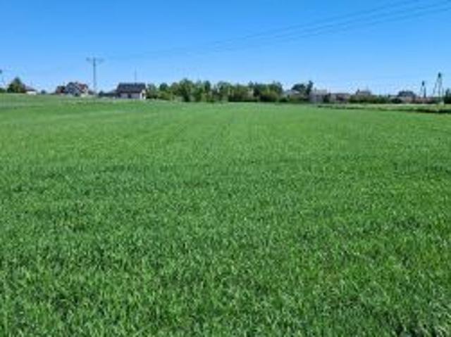 Bezpośrednio, Ostrowite, 15100 m² Działka