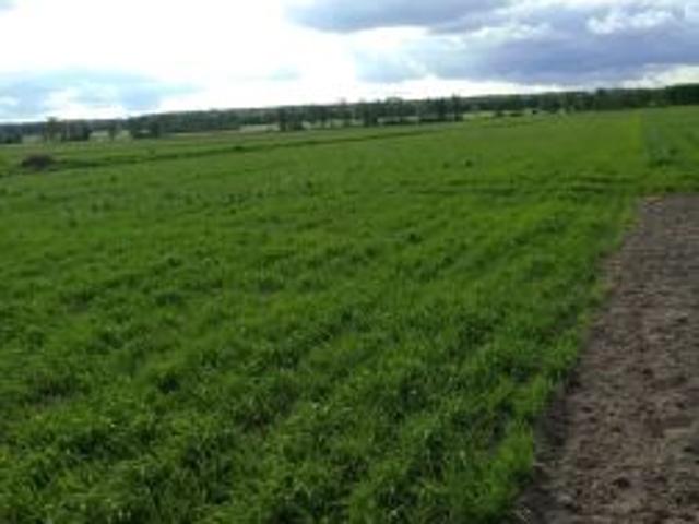 Bezpośrednio, Osiek Mały Kolonia, 1000 m² Działka