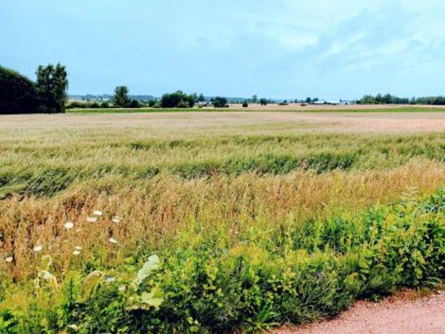 Bezpośrednio, Osmołowszczyzna, 77250 m² Działka
