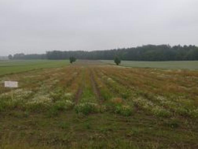 Bezpośrednio, Leonardów, 22900 m² Działka