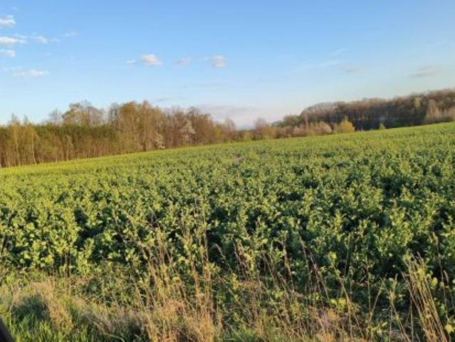 Bezpośrednio, Lubań, 1100 m² Działka
