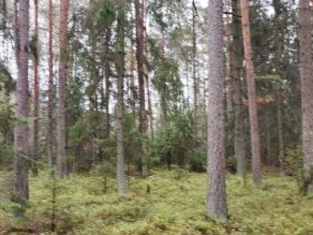 Bezpośrednio, Motułka, 36060 m² Działka