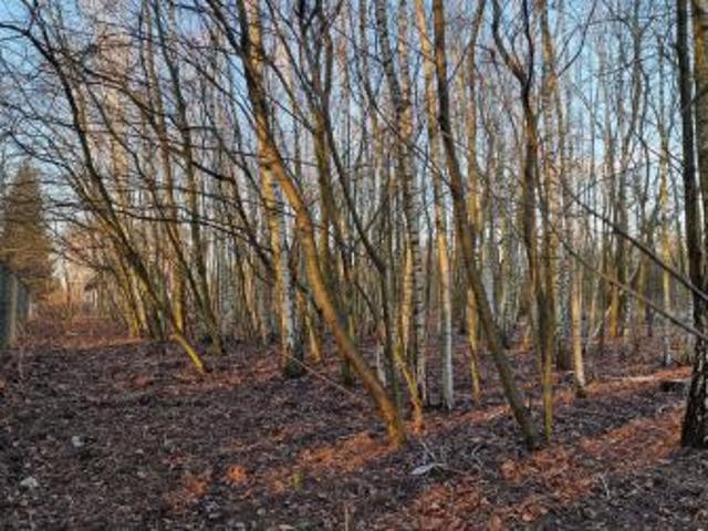 Bezpośrednio, Milanówek, 1518 m² Działka