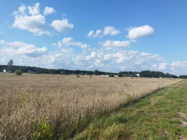 Bezpośrednio, Nowa Dębowa Wola, 3000 m² Działka