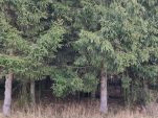 Bezpośrednio, Nowogrodziec, 2700 m² Działka