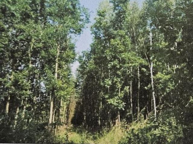 Bezpośrednio, Nowy Targ, 83200 m² Działka