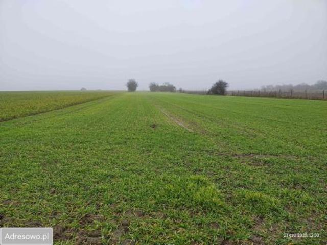 Bezpośrednio, Nowy Lubosz, 7400 m² Działka