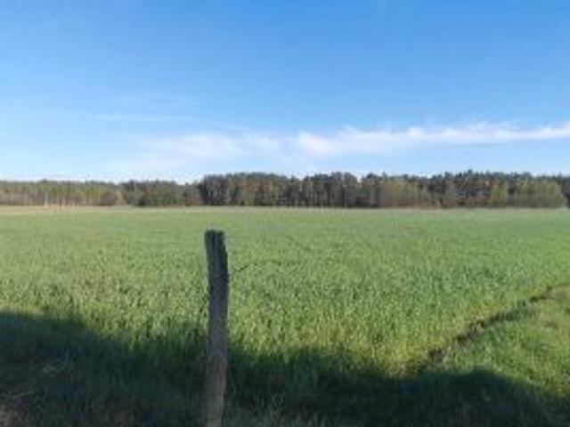 Bezpośrednio, Napiórki Butne, 5000 m² Działka