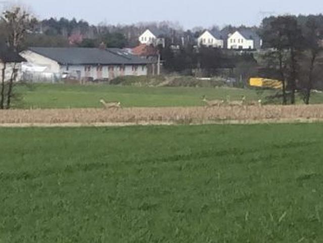 Bezpośrednio, Niepruszewo, 817 m² Działka