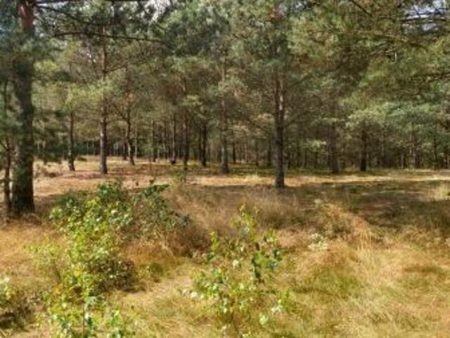 Bezpośrednio, Nierostowo, 7053 m² Działka