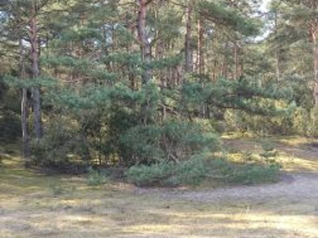 Bezpośrednio, Sąsieczno, Miszek, ul. Adama Mickiewicza, 1500 m² Działka
