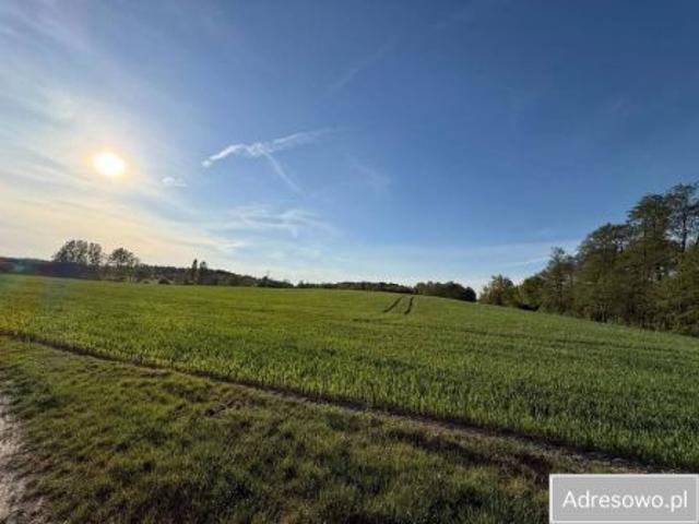 Bezpośrednio, Sompolno, 100000 m² Działka