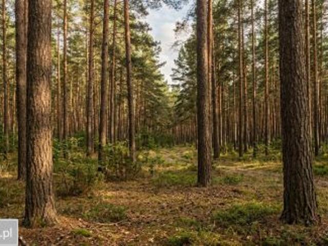 Bezpośrednio, Sarnówek Duży, 4343 m² Działka