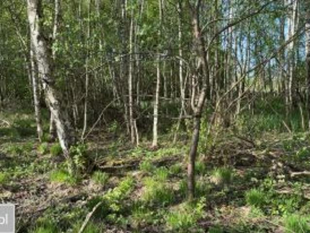 Bezpośrednio, Sasino, ul. Wiatrowa, 1341 m² Działka