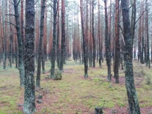 Bezpośrednio, Siemiatycze, ul. 11 Listopada, 48148 m² Działka