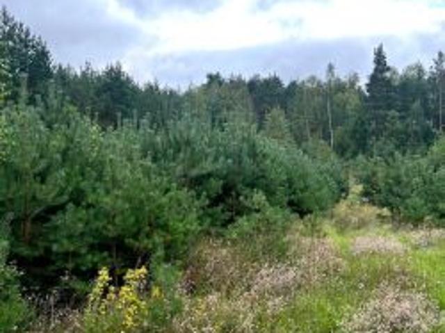 Bezpośrednio, Siemień Rowy, 5014 m² Działka