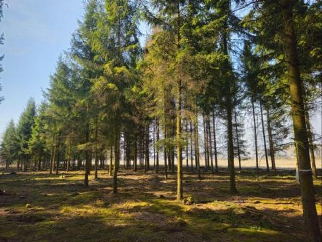 Bezpośrednio, Studnie, 1202 m² Działka