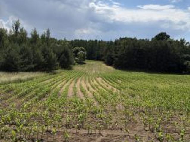 Bezpośrednio, Starorypin Rządowy, 9792 m² Działka