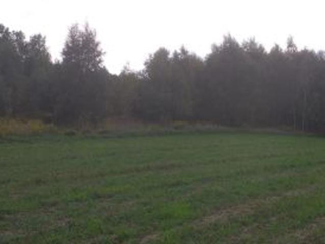 Bezpośrednio, Stare Skoszewy, ul. Źródlana, 3326 m² Działka