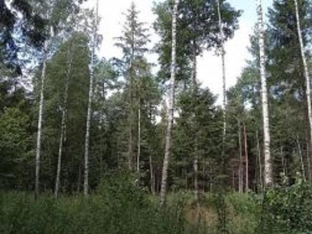 Bezpośrednio, Straż, 15600 m² Działka
