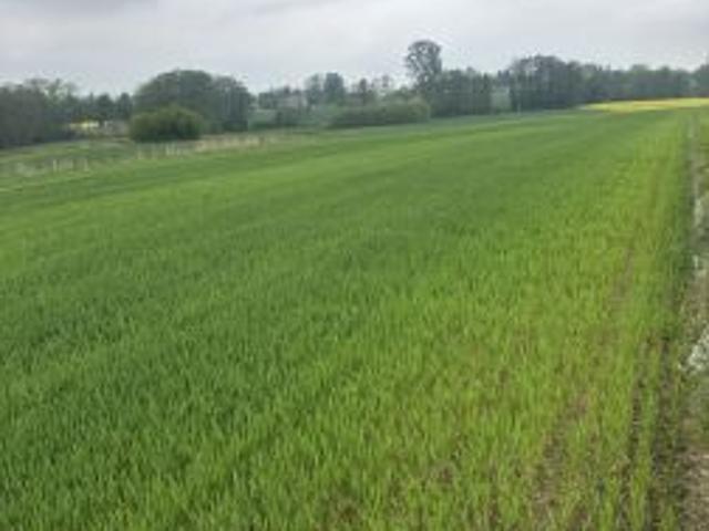 Bezpośrednio, Strupice, 13708 m² Działka